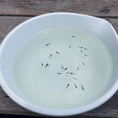 【受け渡し予定者決定しました】No５【8月10日(土)】メダカ 「 オロチ」稚魚(1cm〜2cm前後) 【無料・譲ります】 【日時・場所限定】 の画像