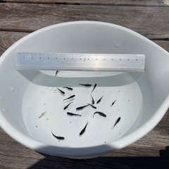【受け渡し予定者決定しました】No５【8月10日(土)】メダカ 「 オロチ」稚魚(1cm〜2cm前後) 【無料・譲ります】 【日時・場所限定】 の画像