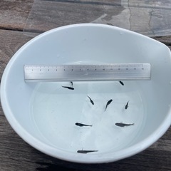 【受け渡し予定者決定しました】No５【8月10日(土)】メダカ 「 オロチ」稚魚(1cm〜2cm前後) 【無料・譲ります】 【日時・場所限定】 の画像
