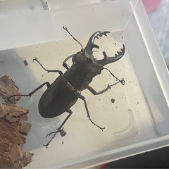 県内採取　ミヤマクワガタ
の画像