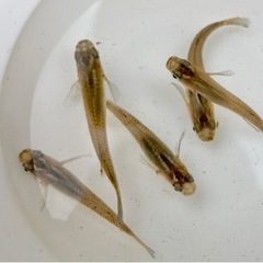 メダカ（黒メダカ10匹）と飼育容器※初心者向けのセットです。