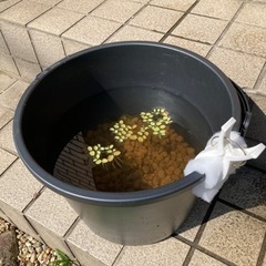 メダカ（ミックス10匹）と飼育容器※初心者向けのセットです。