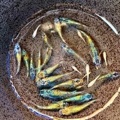 メダカ（ミックス10匹）と飼育容器※初心者向けのセットです。の画像