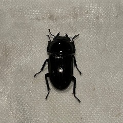 オオクワガタペア①(能勢YG血統)の画像