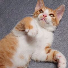 いなりくん最高にかわいいです