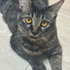 【里親様譲渡終了しました♡皆様閲覧ありがとうございました♡】