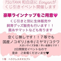 TSUTAYA和白店　世界のクワカブがやってきます！