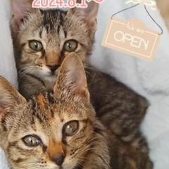 夏休み〜子猫譲渡個別対応見学会〜8月9月