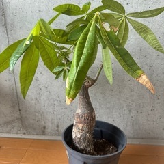 観葉植物　