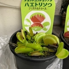 ハエトリソウ　ブリストルトゥース