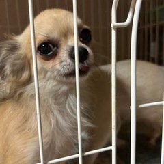チワワフォーンロングの女の子。医療費の一部負担をお願い致します。