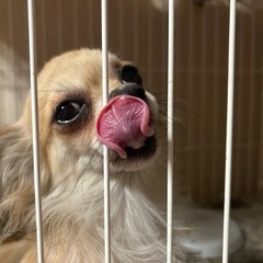 チワワフォーンロングの女の子。医療費の一部負担をお願い致します。 - 多治見市