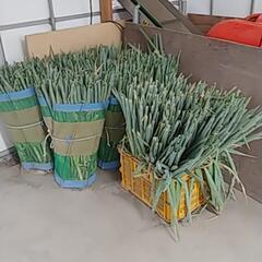 今年もやっぱり❗はねだしねぎお売りします‼️(*´▽｀)の画像
