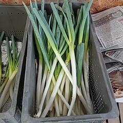 今年もやっぱり❗はねだしねぎお売りします‼️(*´▽｀)の画像
