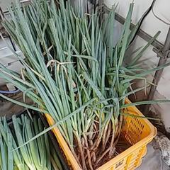 今年もやっぱり❗はねだしねぎお売りします‼️(*´▽｀)の画像