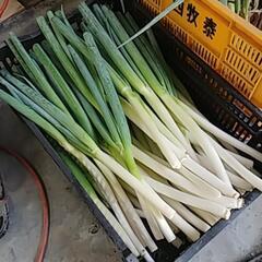 今年もやっぱり❗はねだしねぎお売りします‼️(*´▽｀)