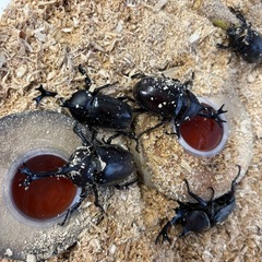 カブトムシ
