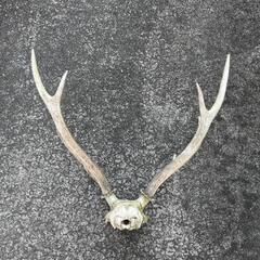 鹿の角の画像