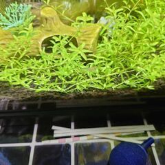 ミナミヌマエビ　10匹まで　メダカやグッピーのお供に　タンクメイト　コケ取り　お掃除生体　水槽　アクアリウムの画像