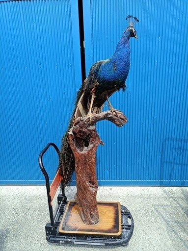 ［八4386］★希少★ 剥製　孔雀　高さ1670㎜ 台座寸法　幅約550㎜ 奥行き約440㎜【直接引取限定】