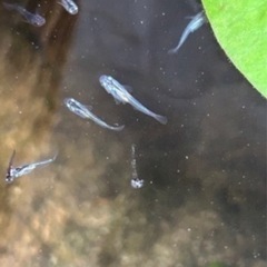 幹之メダカ幼魚10匹（グレーっぽい）の画像