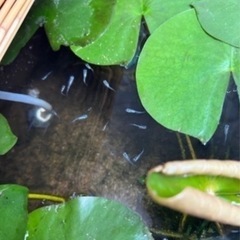 幹之メダカ幼魚10匹（グレーっぽい）の画像