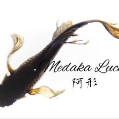 阿形めだか稚魚　1匹200円の画像