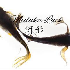 阿形めだか稚魚　20匹2500円