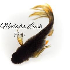 阿形めだか稚魚　1匹200円の画像