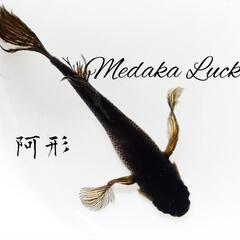 阿形めだか稚魚　1匹200円の画像