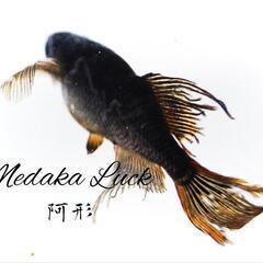 阿形めだか稚魚　1匹200円の画像