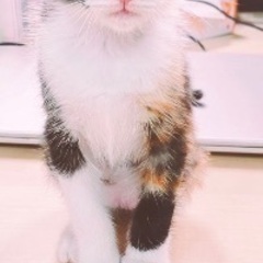 【里親決定しました】人懐っこい遊びが大好きな三毛猫ちゃん🐈