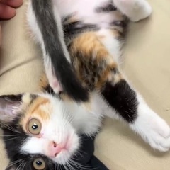 【里親決定しました】人懐っこい遊びが大好きな三毛猫ちゃん🐈 - 猫
