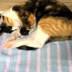 【里親決定しました】人懐っこい遊びが大好きな三毛猫ちゃん🐈 − 沖縄県