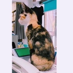 【里親決定しました】人懐っこい遊びが大好きな三毛猫ちゃん🐈 - 那覇市