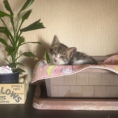 野良