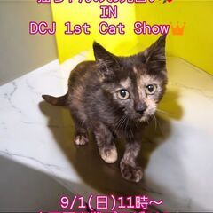 9/1（日）譲渡会。生後2ヵ月メインクーン♀トーティ(⋈◍＞◡＜...