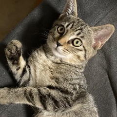 キジトラ　オス　３ヶ月