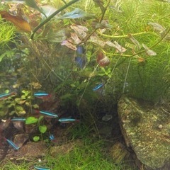 水草各種