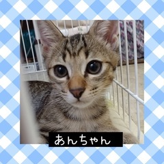 里親さま決定❤️あんちゃん♂