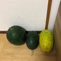 すいか　スイカ　１玉