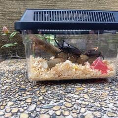飼育ケース付　カブトムシ　オスメス　ペア　大分市