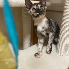3カ月半🌼猫も人大好きなサビちゃんです❣️