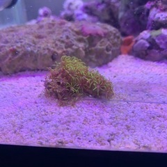 受け渡し予定者決定
海水魚の画像