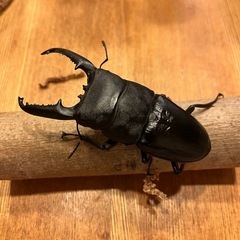 パラワンオオヒラタ  99㎜　オス単品の画像