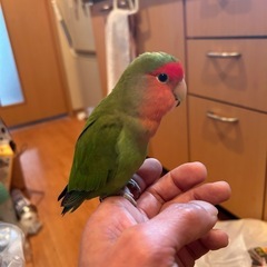 小桜インコ2歳オス