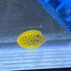 めちゃくちゃ可愛い、ミナミハコフグ　海水魚