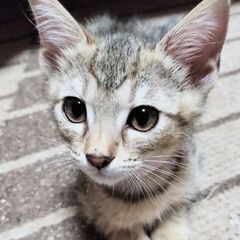 キュートなココちゃん - 猫