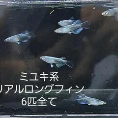 ミユキ系リアルロングフィン。計6匹。