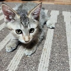 ちょっぴりシャイなシナモン